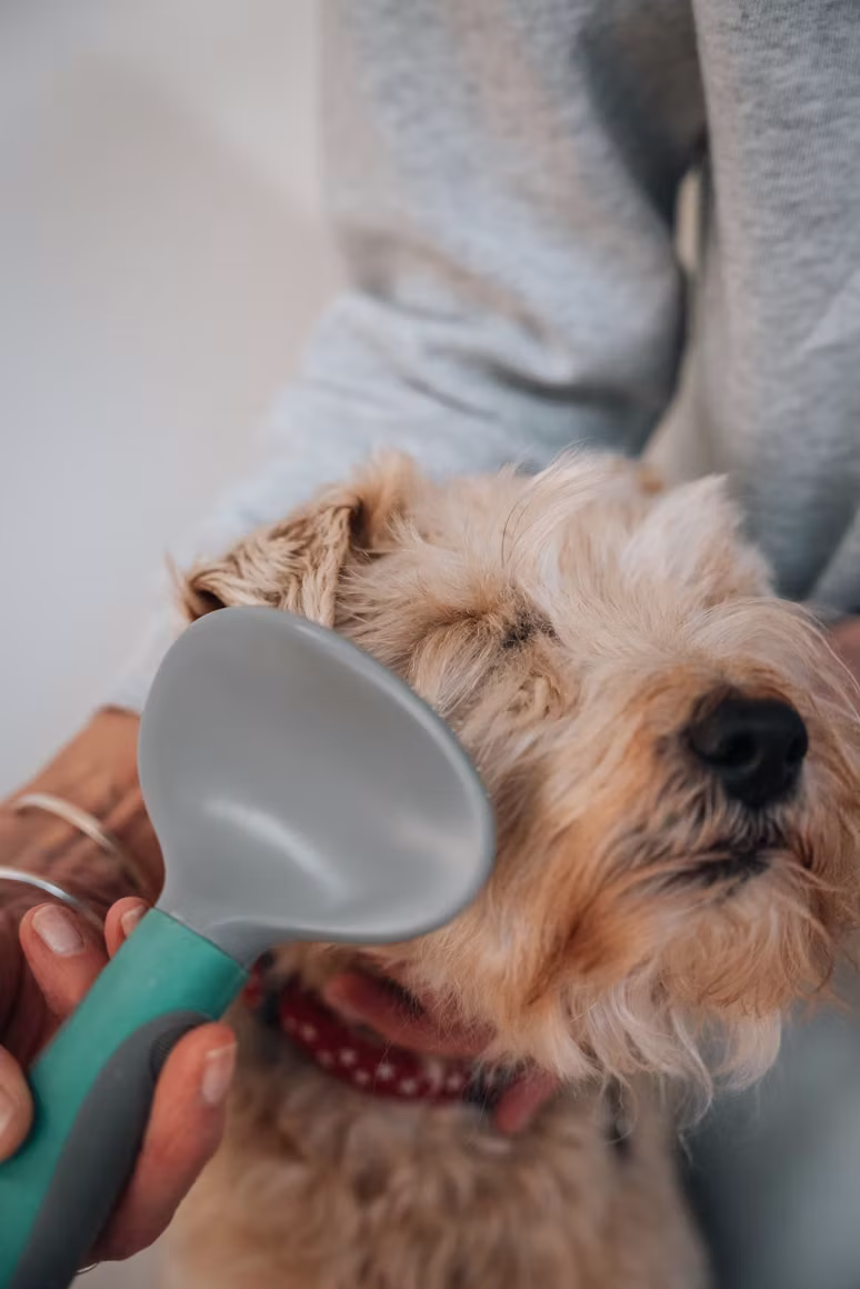 Terrier being blow-dried after a wash
