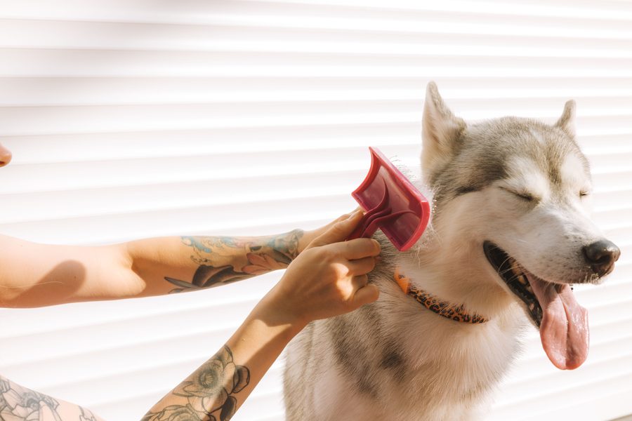 Husky being de-shed with a grooming rake