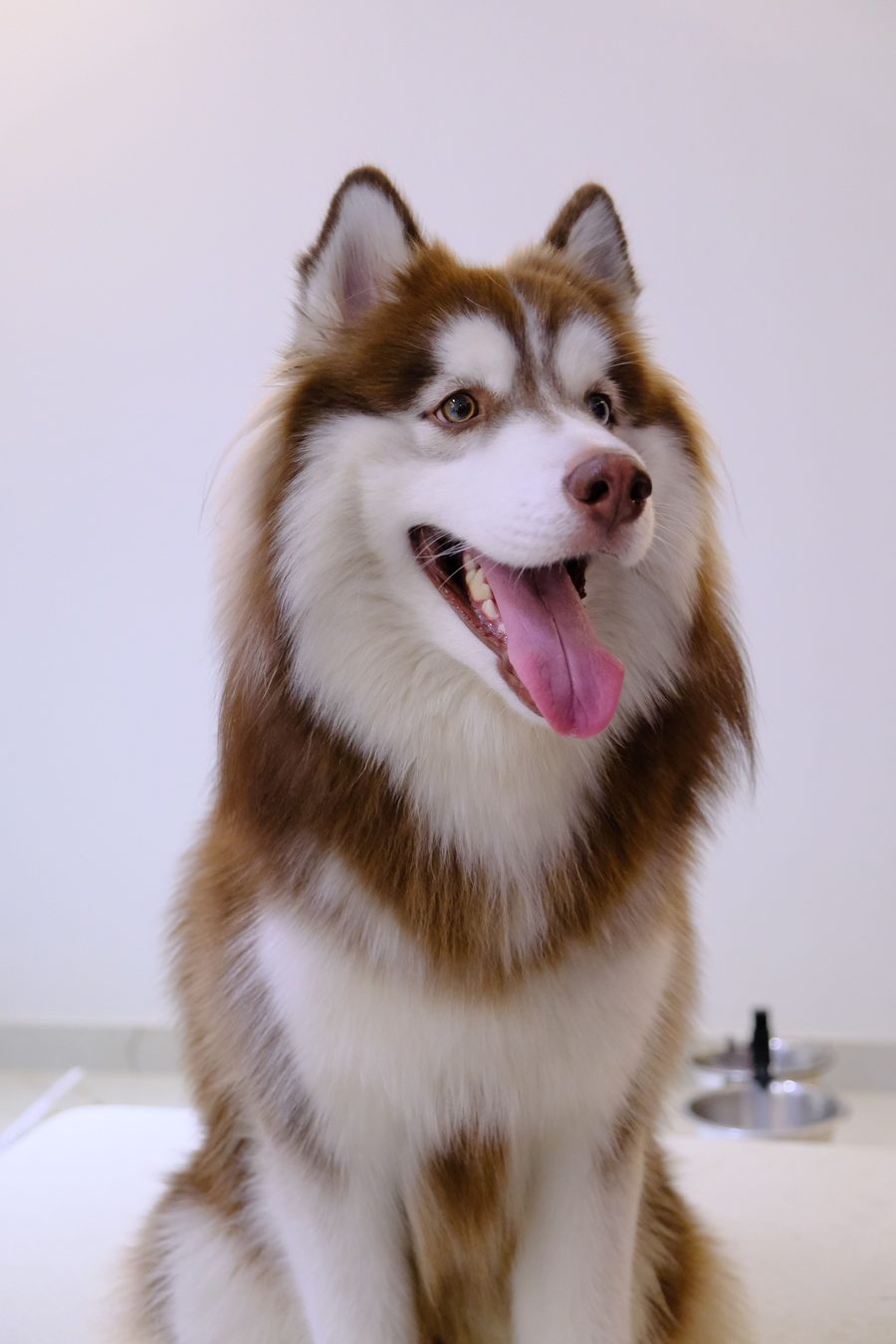 Red-and-white husky after a full groom