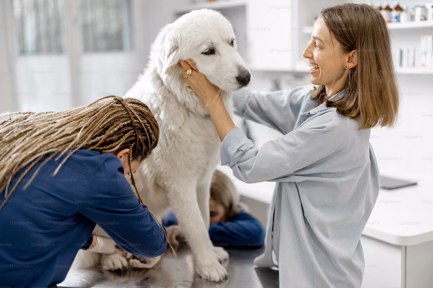 Groomer brushing out a large cream-coated dog