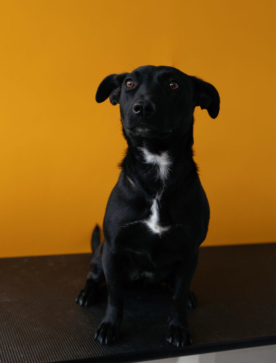 Black Labrador-shepherd mix after a groom