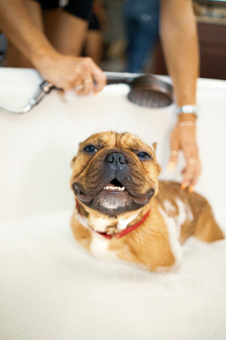 Bulldog enjoying a bubble bath