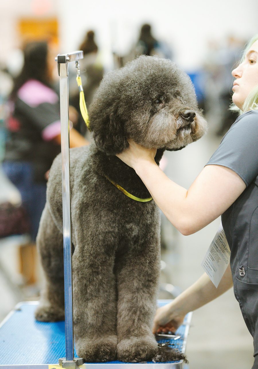 Standard poodle being trimmed on the grooming table