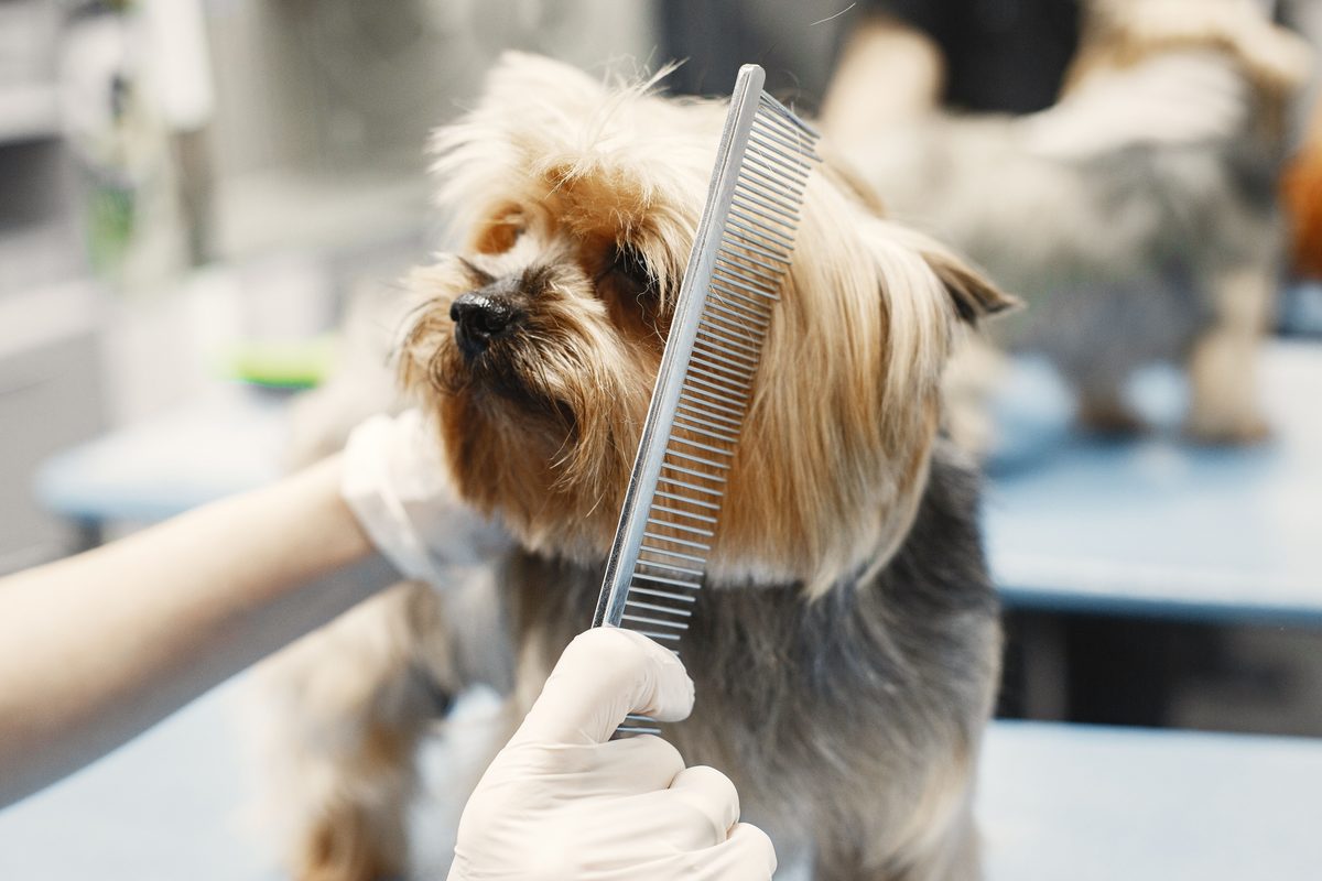 Yorkshire terrier being combed out