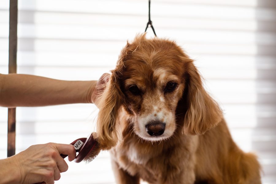 Cocker spaniel having its ears clipped