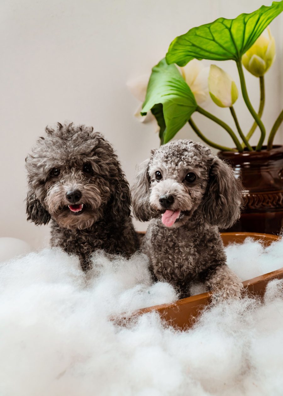 Two poodle puppies enjoying a bubble bath